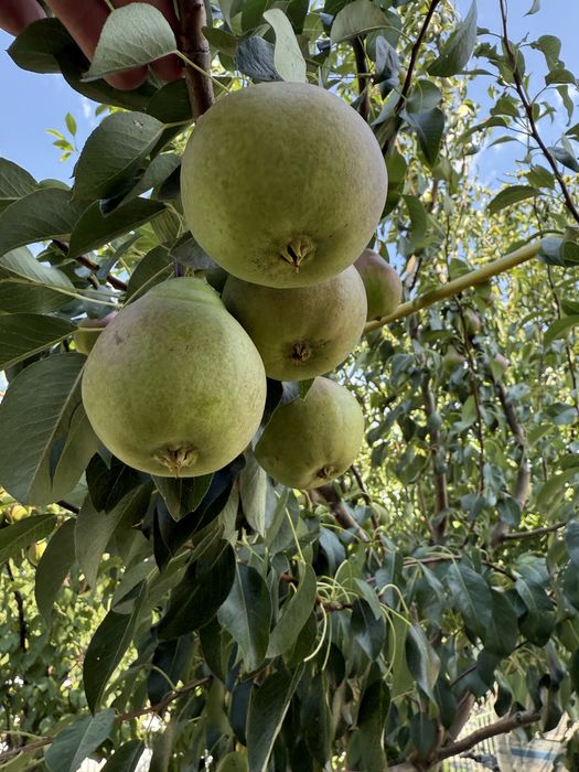 Pomi fructiferi la ghiveci
