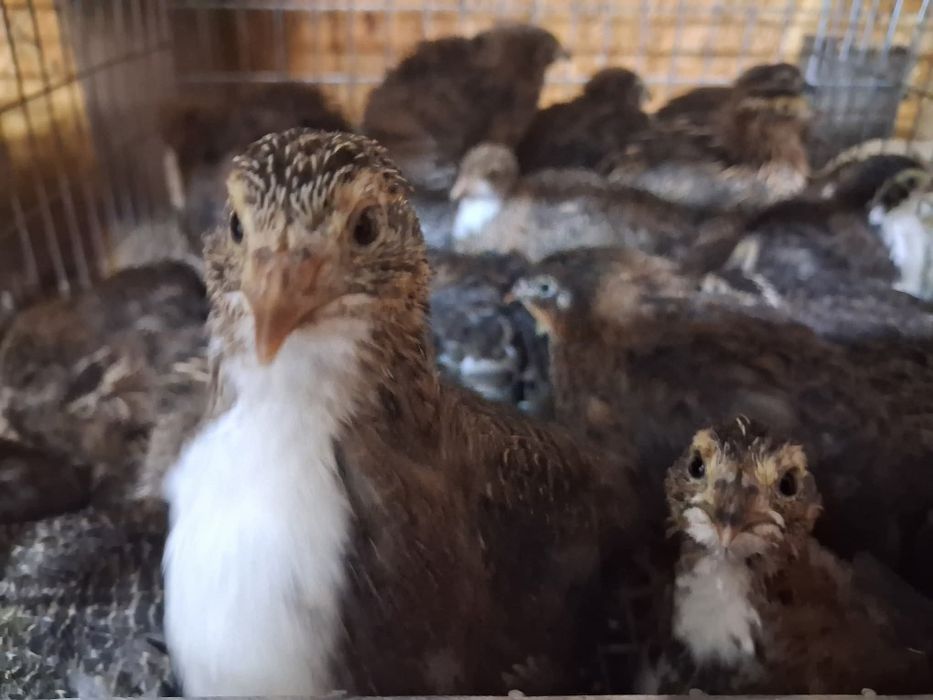 Pui de Prepeliță Ouă prepeliță consum si incubat Prepelițele