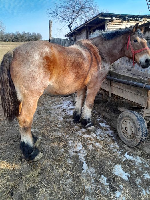 Iapa de vanzare varsta 9 ani