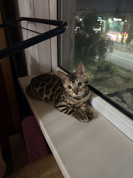 Бенгальский котенок