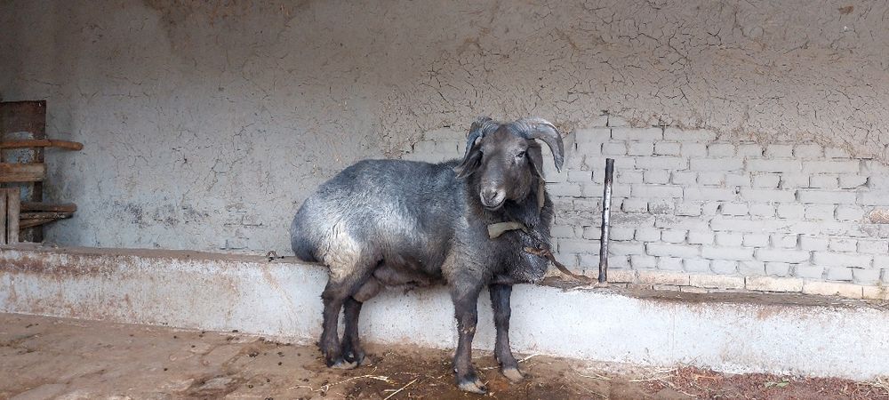 Соглом Тагал сотилади