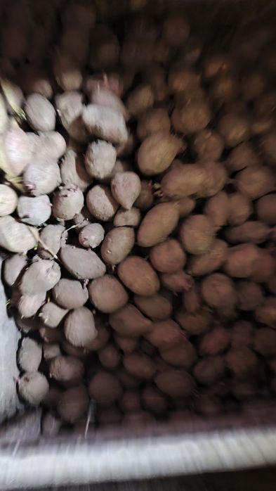 Cartofi de sămânță