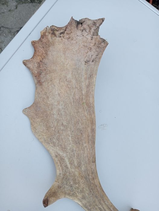 Anomalie și un corn