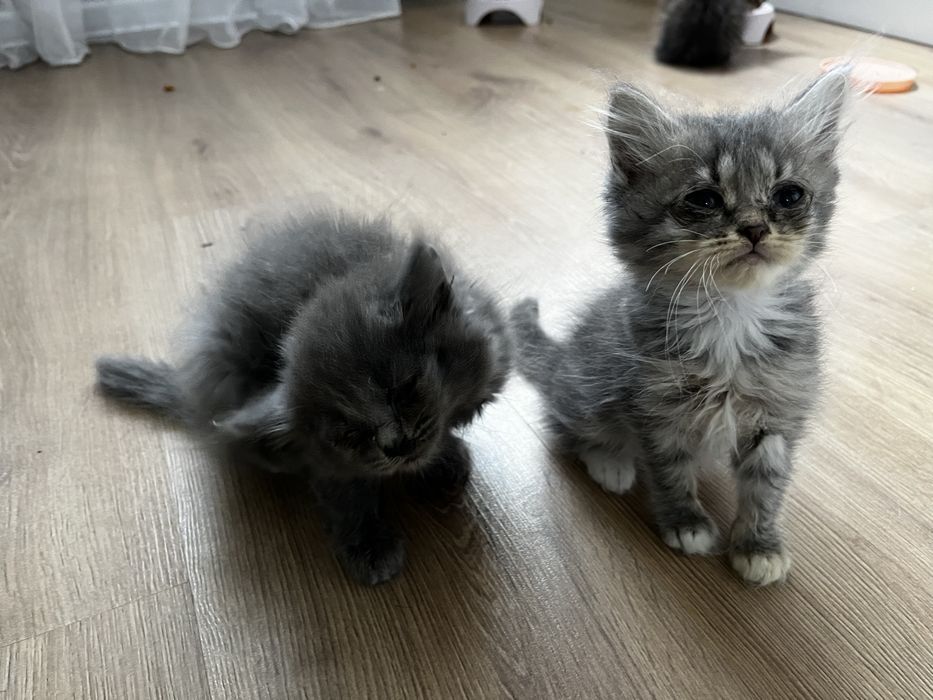 отдадим котят в добрые руки