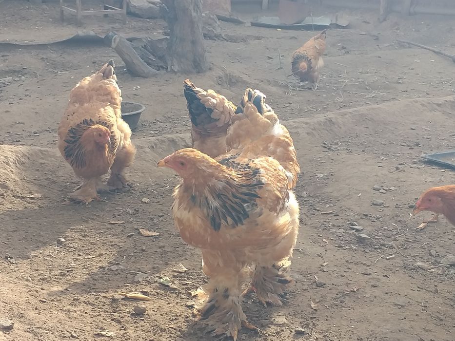 Brama tawiqlari satiladi 8 ayliq 150 min som 6 shtuk bar