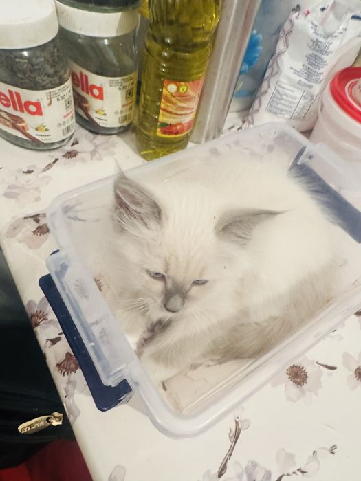 Продается котята Регдоллы. Мальчик и девочка 2 месячные