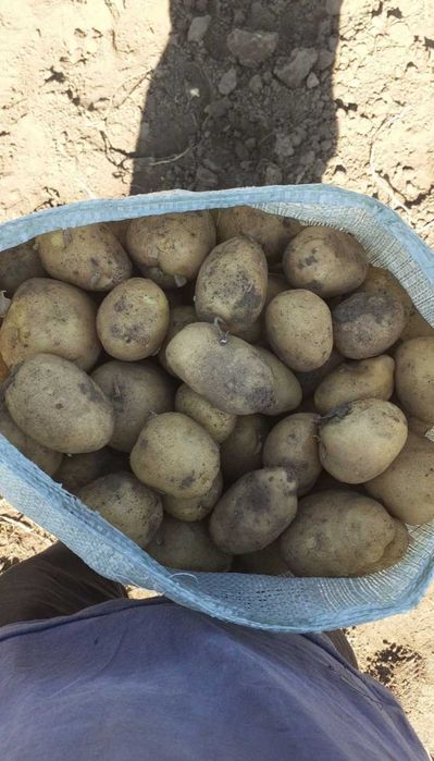 Крупный Картофель