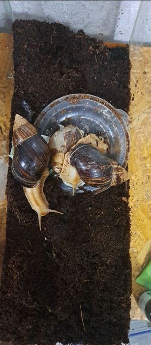 Улитки ахатины срочно