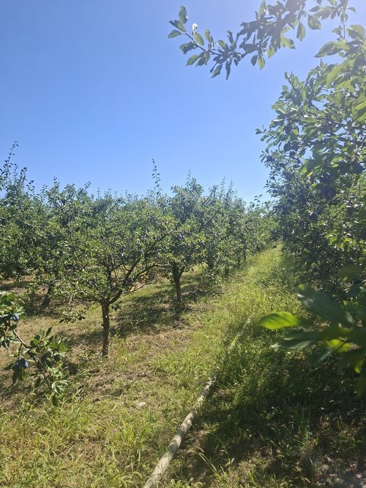 PRUNE pentru țuică