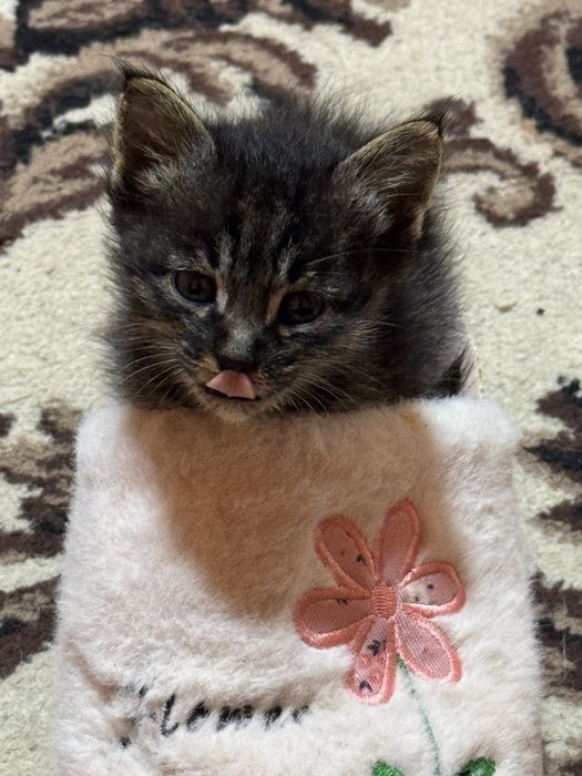 БЕСПЛАТНО отдаю котенка