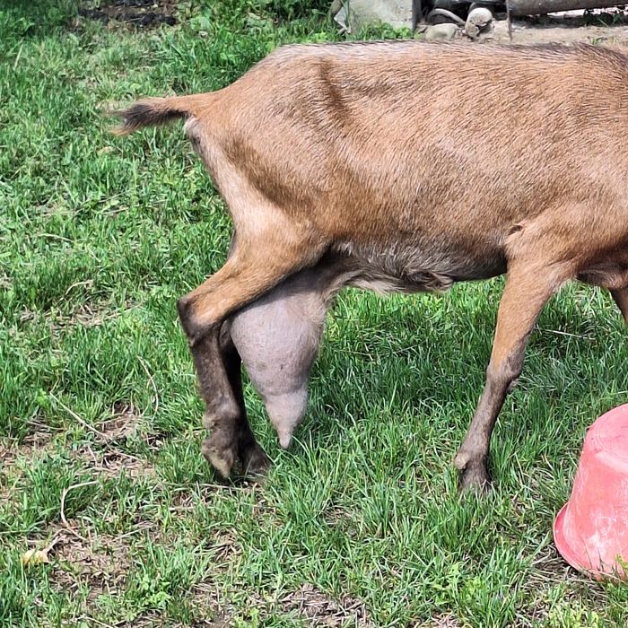 Capră alpină franceză