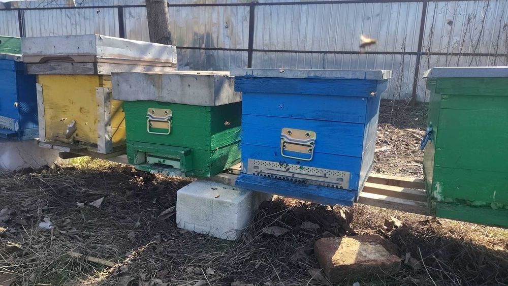 De vânzare familii de albine