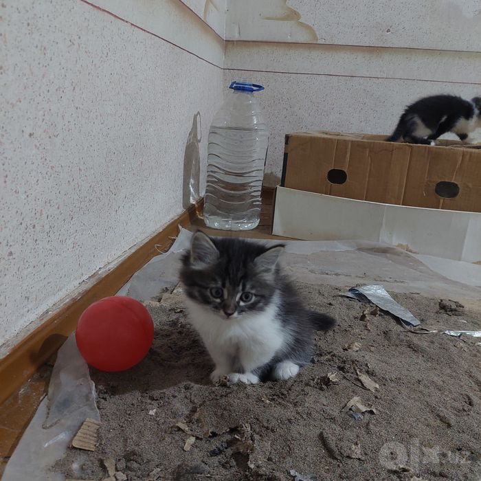 Замечательные котята европейской короткошёрстной бесплатно