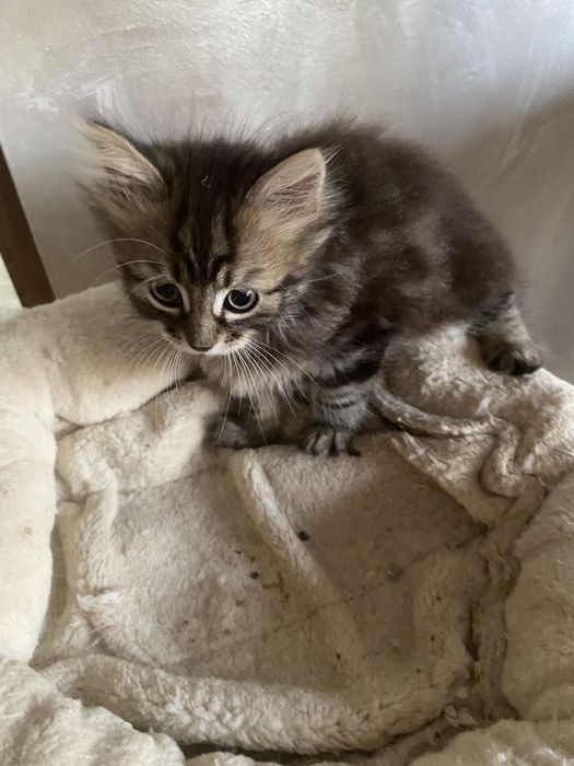 Norvegiana de padure ,fetita !