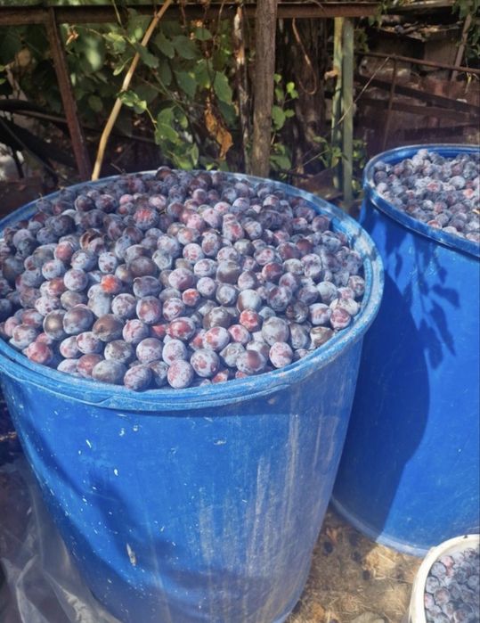 Prune pentru tuica