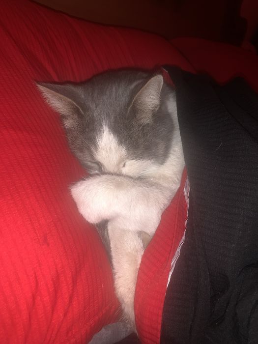 Котик нашёлся!! Кот, котёнок. Если не заберут то его усыпят..