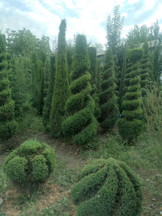 Сасна элдарски павлония китоб ва туя арчалар