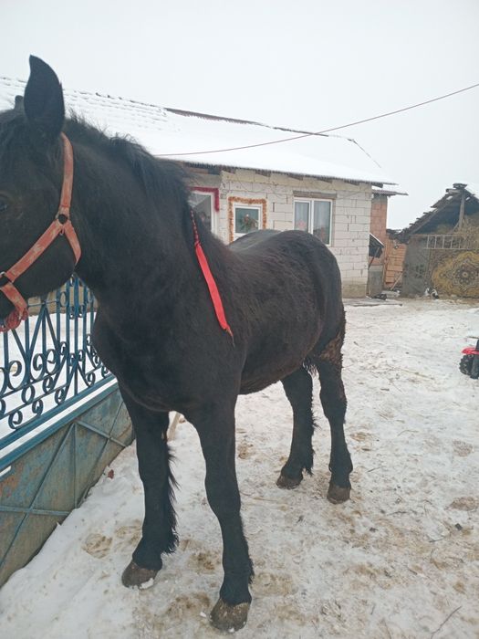 Vind manz de aproape un an