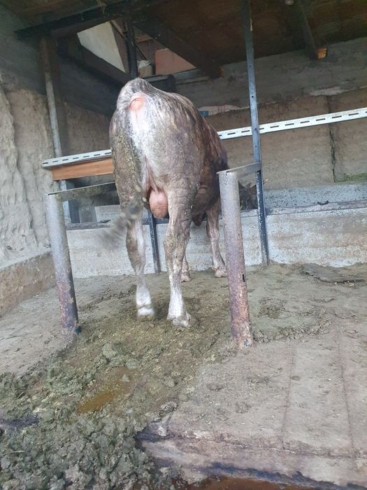 Продам Бычков, Бұқа сатылады.