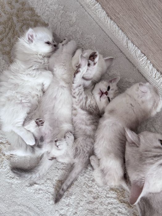 Котятки на продажу