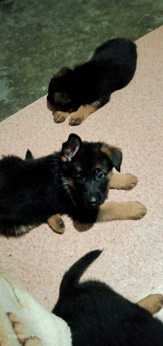 щенки немцы элитные