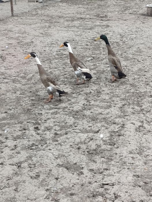 Vând rață indiană