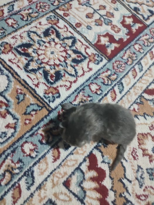 Продам кошку вислоухий