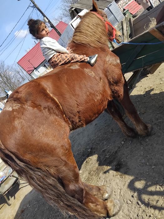 Vândă cal castrad  fac si schimb