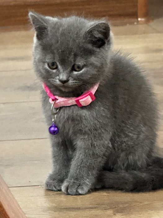 Кошка британский