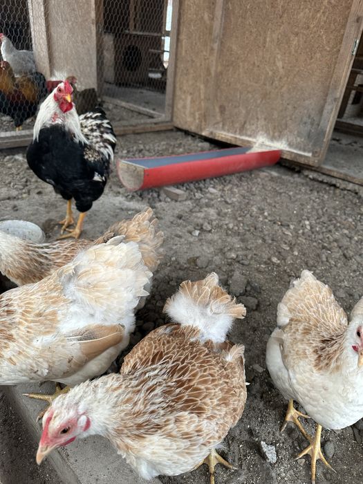 Familie de Wyandotte pitic somon