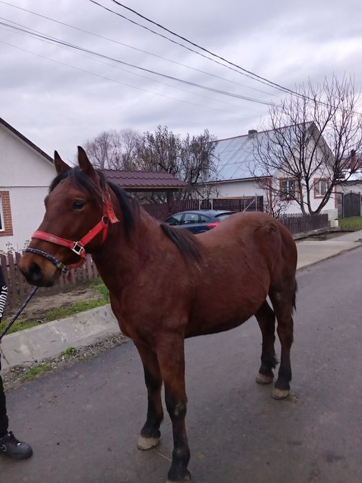 De devânzare manz de doi ani jumate castrat mai multe detali la telefo