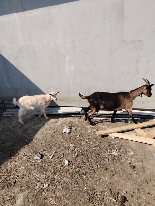 Vând 4 capre și 4 iezi!