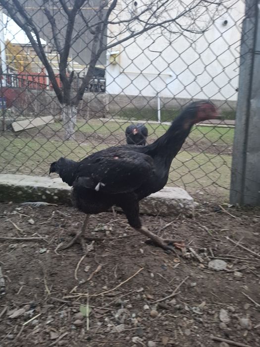 Дакан тауық сатылады китаи шамо