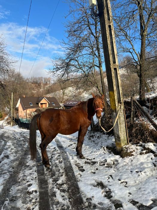 Cal de vânzare comuna pucheni,  65 de milioane