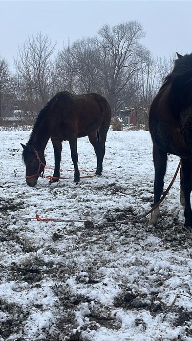 Продам кобылу полукровка