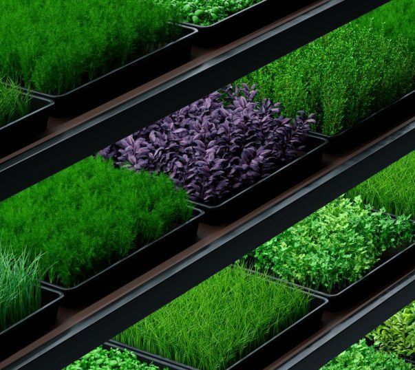 Микрозелень - Автоматика для выращивания