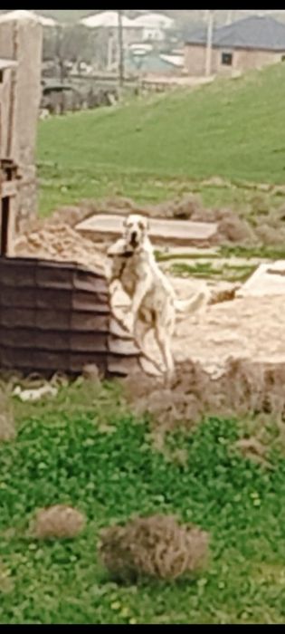 күшік сатылады сауда бар