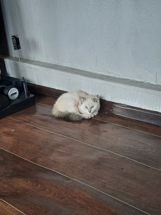 Отдам котёнка в хорошие руки. Самовывоз