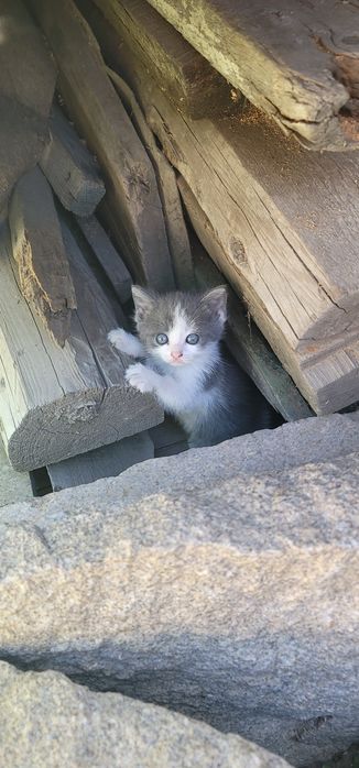 Котята в добрые руки.