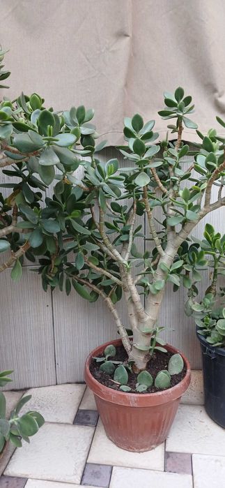 Продаются комнатные цветы алое и другие