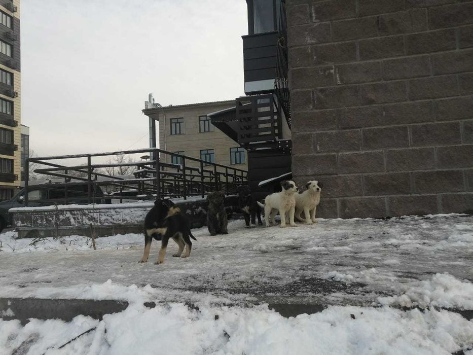 Щенки в добрые руки