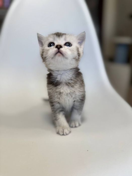 скотиш страйт серебристая шиншилла мальчик