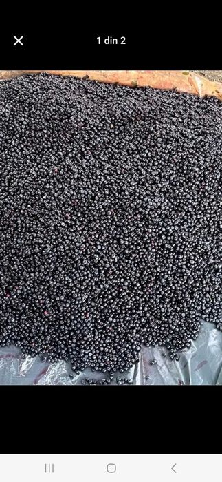 Vand afine de padure pret 25 kg