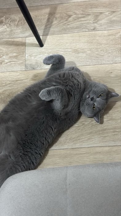 Ищу хозяина для Кошки британки