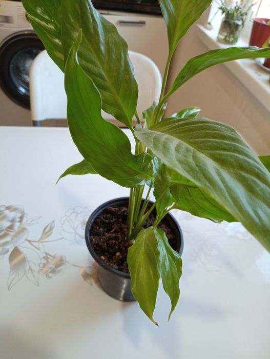 Комнатные цветы "женское счастье"