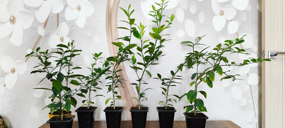 Продам черенки цитрусов