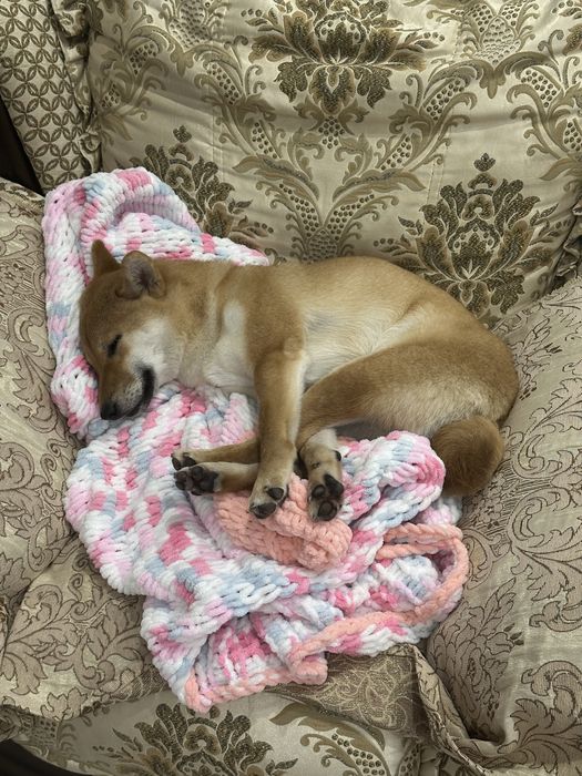 Сиба Ину, девочка