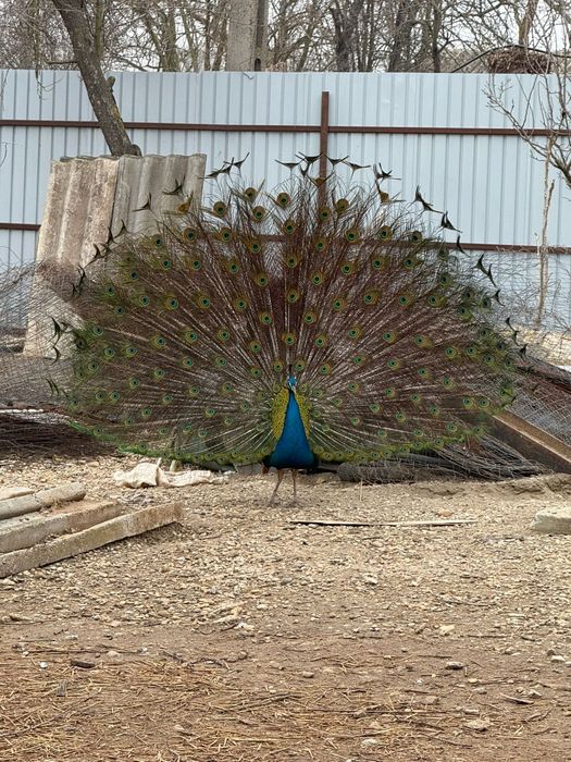 Vând păun și păuniță