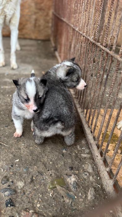 Лайка западно сибирская