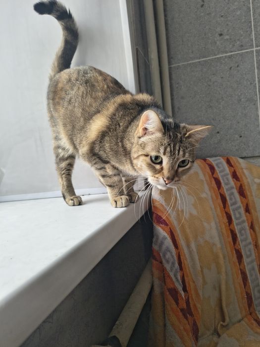 Отдам кошечку в добрые руки